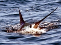 Black Marlin