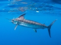 Black Marlin