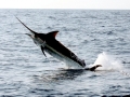 Black Marlin