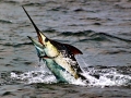 Black Marlin