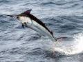 Black Marlin