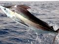 Black Marlin