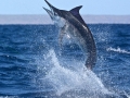 Black Marlin