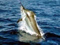 Black Marlin