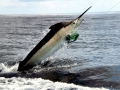 Black Marlin