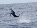 Black Marlin