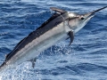 Black Marlin