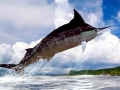 Black Marlin