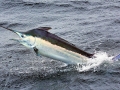 Black Marlin