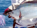 Black Marlin
