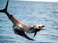 Black Marlin