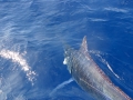 Black Marlin