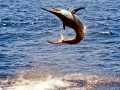Black Marlin