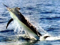 Black Marlin