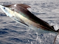 Black Marlin
