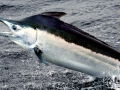 Black Marlin