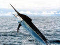 Black Marlin