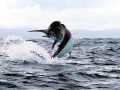 Black Marlin