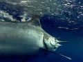 Black Marlin