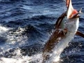 Black Marlin