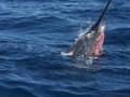 Black Marlin