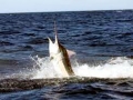 Black Marlin
