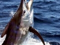 Black Marlin