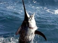 Black Marlin