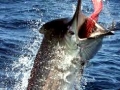 Black Marlin