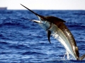 Black Marlin