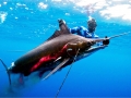 Black Marlin