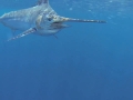 Black Marlin