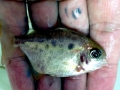 Black Pacu