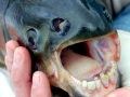 Black Pacu