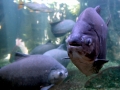 Black Pacu