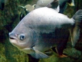 Black Pacu