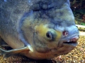 Black Pacu