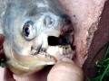 Black Pacu