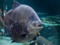 Black Pacu