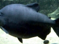 Black Pacu