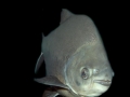 Black Pacu