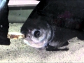 Black Pacu