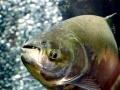 Black Pacu