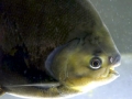 Black Pacu