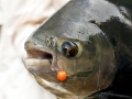 Black Pacu