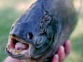 Black Pacu