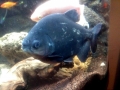 Black Pacu