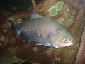 Black Pacu