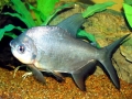 Black Pacu