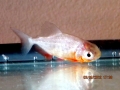 Black Pacu